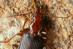 Calleida platynoides