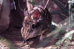 Petrodromus tetradactylus