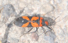 Lygaeus analis