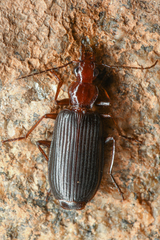 Calleida platynoides