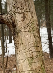 Pityogenes bidentatus