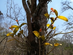 Guarianthe aurantiaca
