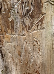 Pityogenes bidentatus