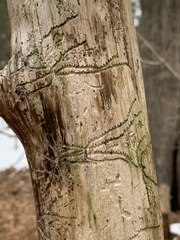 Pityogenes bidentatus