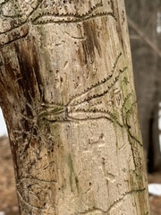 Pityogenes bidentatus