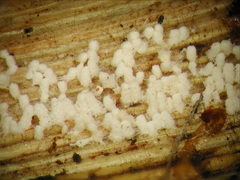 Rectipilus fasciculatus