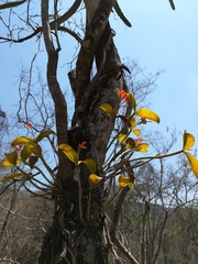Guarianthe aurantiaca