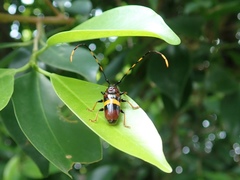 Trachyderes elegans