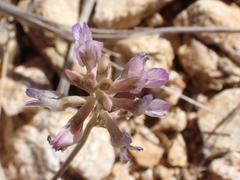 Astragalus nothoxys