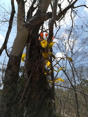 Guarianthe aurantiaca