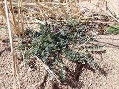 Astragalus nothoxys