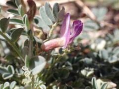 Astragalus nothoxys