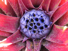 Fascicularia bicolor