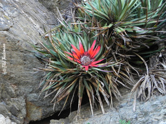 Fascicularia bicolor