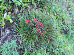 Fascicularia bicolor