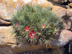 Fascicularia bicolor