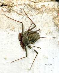 Acanthophrynus coronatus