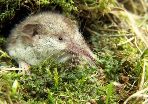Crocidura suaveolens (Pallas, 1811)