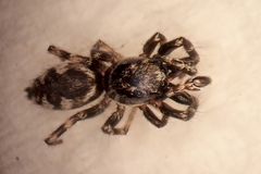 Salticus zebraneus