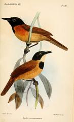 Black-Headed Rufous Warbler photo 1