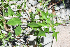Euphorbia heterophylla