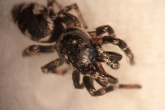 Salticus zebraneus