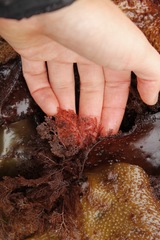 Microcladia coulteri