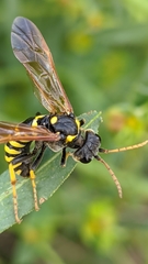 Tenthredo meridiana