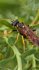 Tenthredo meridiana