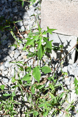 Euphorbia heterophylla