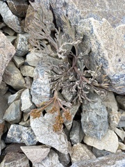 Lignocarpa diversifolia