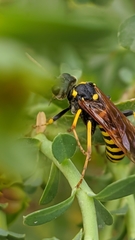 Tenthredo meridiana
