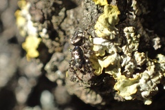 Salticus zebraneus