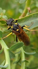 Tenthredo meridiana