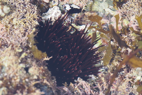 Echinometridae
