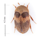 Banded Black Carpet Beetle - Photo (c) pierrickb, some rights reserved (CC BY-NC), uploaded by pierrickb