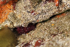 Strongylocentrotidae