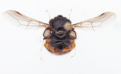 Pterodontia flavipes