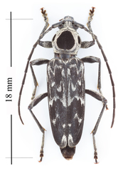 Sarosesthes fulminans