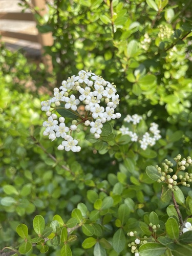 Viburnum image