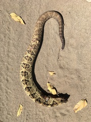Crotalus simus