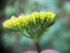 Tauschia kelloggii