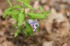 Ruellia pedunculata