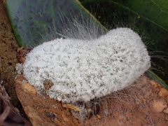 Mucor mucedo