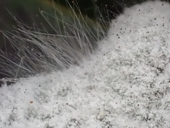 Mucor mucedo