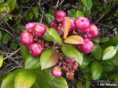 Gaultheria insana