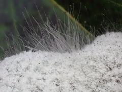 Mucor mucedo