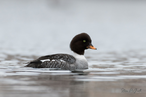 Barrow's Goldeneye