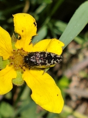 Acmaeodera connexa