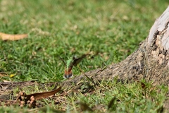 Selasphorus sasin sedentarius